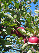 apples_03.jpg