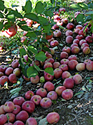 apples_04.jpg apples_04.jpg