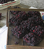 blackberry01.jpg