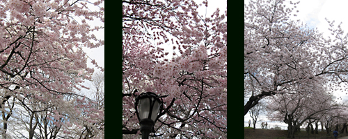 sakura02.jpg